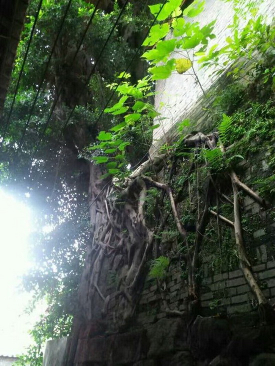 腾博会官网 - 诚信为本,专业效劳!